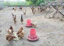 아름다운 차쿠 뜨락~