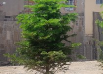 차쿠 뜨락/부활 계란